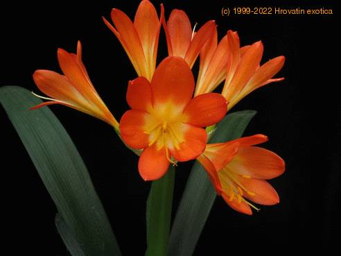 Clivia flower