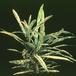 Codiaeum variegatum -Gold star- 1887