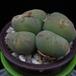 Conophytum pearsonii MOP