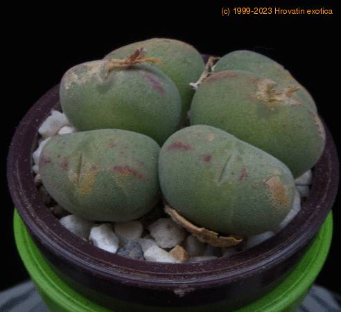 Conophytum pearsonii MOP