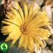 Conophytum sp flower 1566