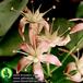 Crassula arborescens flower 1356