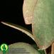 Crassula arborescens leaf 1357