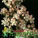 Crassula marnieriana flower 1223