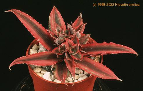 Cryptanthus bromelioides 1901