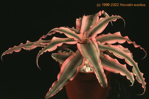 Cryptanthus bromelioides tricolor SIb