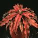 Cryptanthus sp.-Pink starlight- 1908