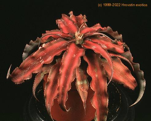 Cryptanthus sp.-Pink starlight- 1908