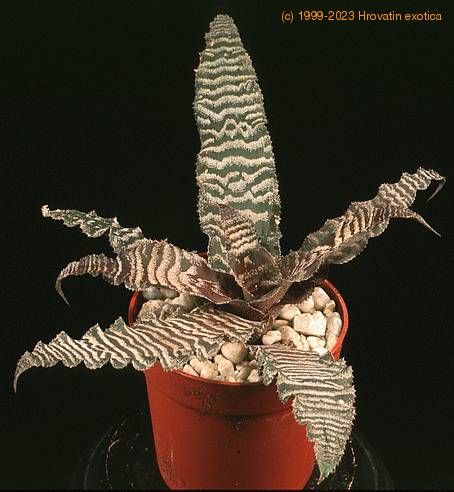 Cryptanthus zebrinus 1905