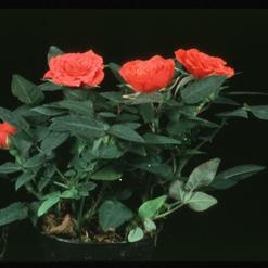 Rosa chinensis v.minima