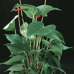 Anthurium andreanum Lenny
