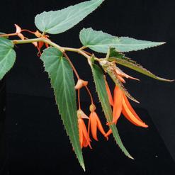 Begonia boliviensis "Bonfire"