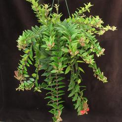 Aeschynanthus lobbianus