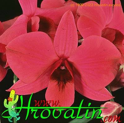 Dendrobium bigibbum flower 1798