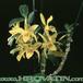 Dendrobium species  1791