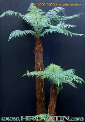 Dicksonia squarrosa 1724
