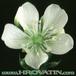 Dionaea muscipula flower 1704