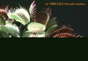 Dionaea muscipula leaf 1703