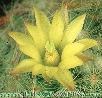 Dolichothele baumii flower 317