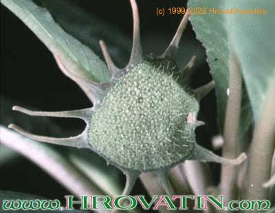 Dorstenia foetida flower 1018