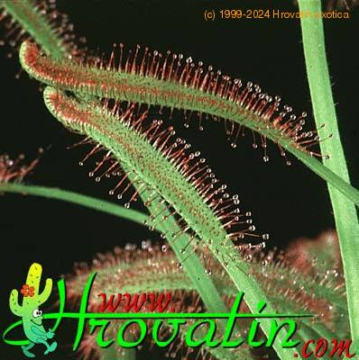 Drosera capensis leaf 1716