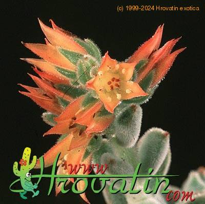 Echeveria leucotricha flower 1303