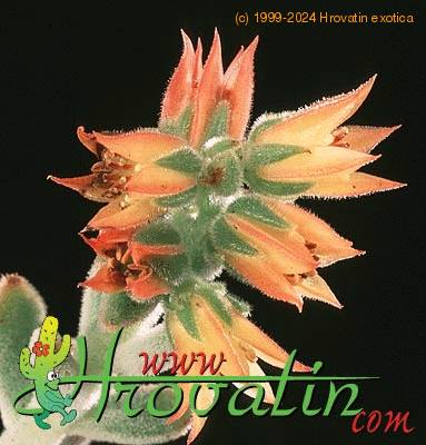 Echeveria leucotricha flower 1304
