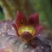 Echidnopsis cereiformis SIf