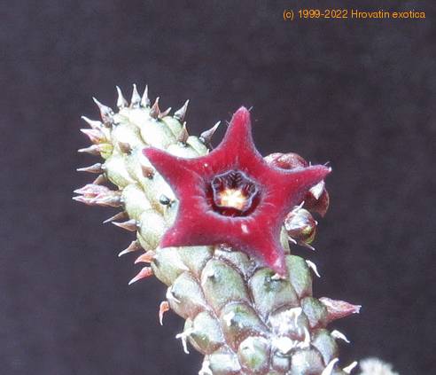 Echidnopsis repens flower
