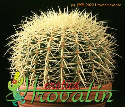 Echinocactus grusonii 476