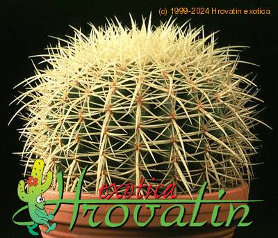 Echinocactus grusonii 476