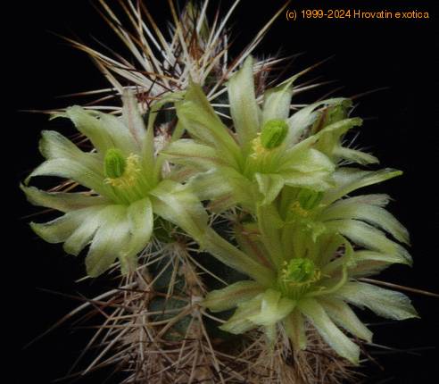 Echinocereus viridiflorus v davisii cvet SI