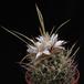 Echinofossulocactus crispatus - Huizache-form- 2