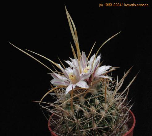 Echinofossulocactus crispatus - Huizache-form- 2