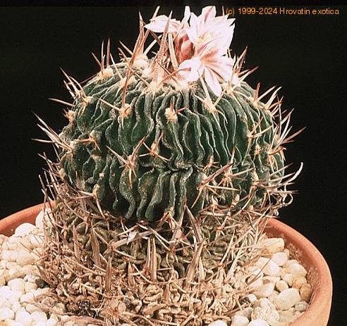 Echinofossulocactus multicostatus-800