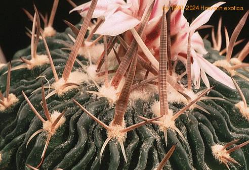 Echinofossulocactus multicostatus-802