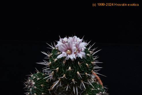 Echinofossulocactus multicostatus  SIf