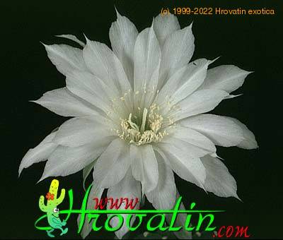 Echinopsis eyriesii flower 346