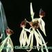 Encyclia cochleata flower 1767