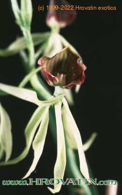 Encyclia cochleata flower 1768