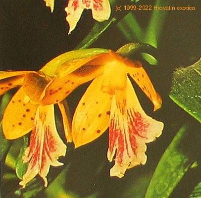 Epidendrum species flower epidendrum sp k
