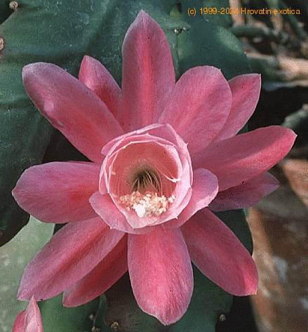 Epiphyllum ackermanii-855