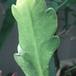 Epiphyllum ackermanii-856