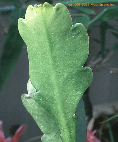 Epiphyllum ackermanii-856
