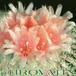Epithelantha micromeris v roseiflora flower 75