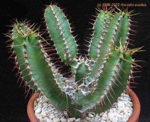 Euphorbia polyacantha 1