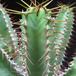 Euphorbia polyacantha 2