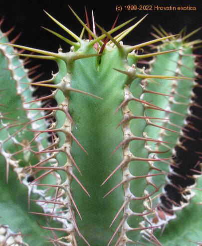 Euphorbia polyacantha 2
