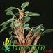 Euphorbia cap-manambabensis 1267