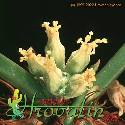 Euphorbia cap-manambabensis closeup 1274